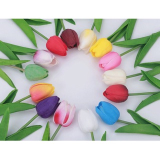 Hoa tulip đủ màu