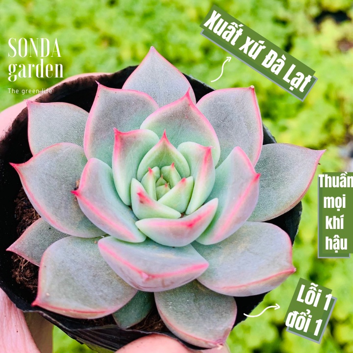 Sen đá đế vương xám SONDA GARDEN size bé 5-8cm, xuất xứ Đà Lạt, khoẻ đẹp, lỗi 1 đổi 1