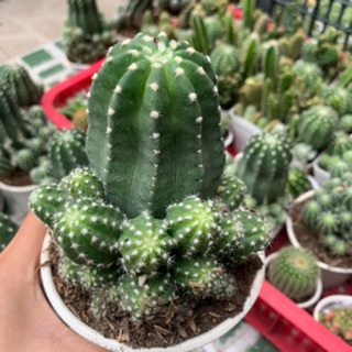 XƯƠNG RỒNG ECHINO TRUNG