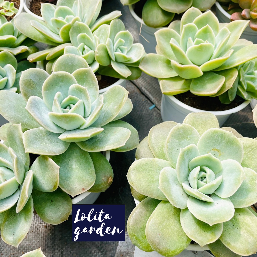 Sen đá hoa hồng hà lan lá lớn Đà Lạt size trung bình cây cảnh trang trí nhà cửa Lolita garden