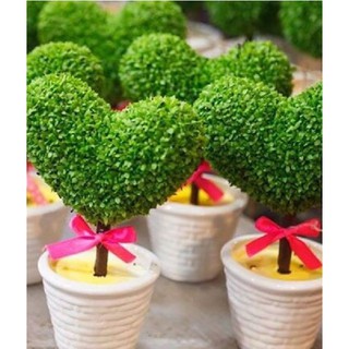 Hạt giống Cỏ may mắn