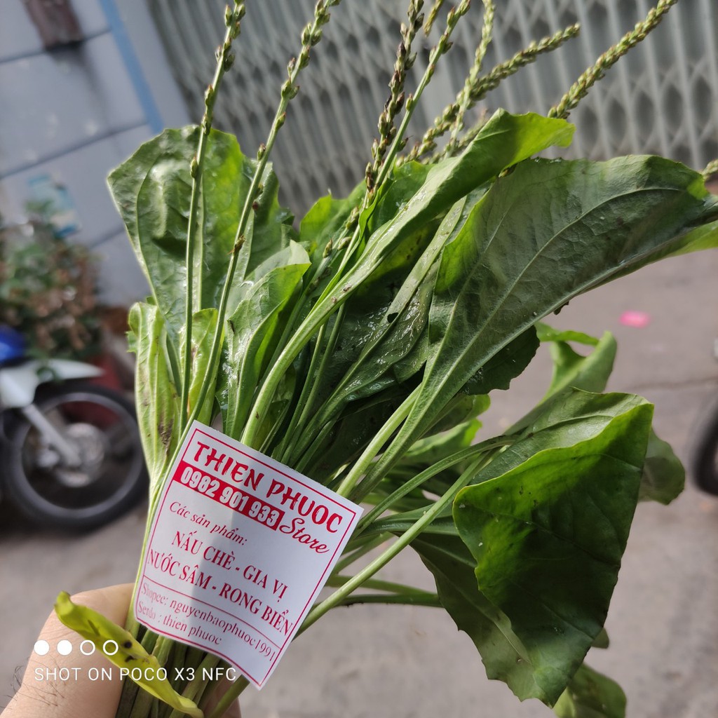 Sâm mía lau - nguyên liệu tươi GIÁ SỈ 1kg - SHIP HOẢ TỐC HCM