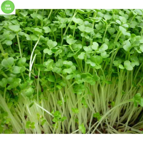 Hạt giống rau mầm dễ trồng mầm to 35g - không chất bảo quản - mầm cải lu bú