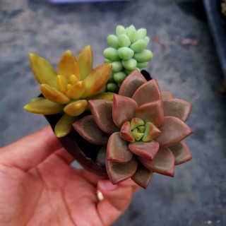 Sen đá bầu 3 cây size nhỏ