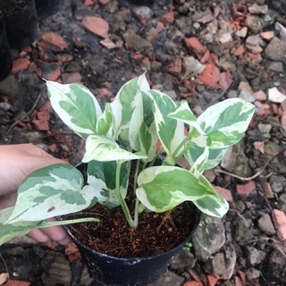trầu bà Cẩm thạch - bầu đất