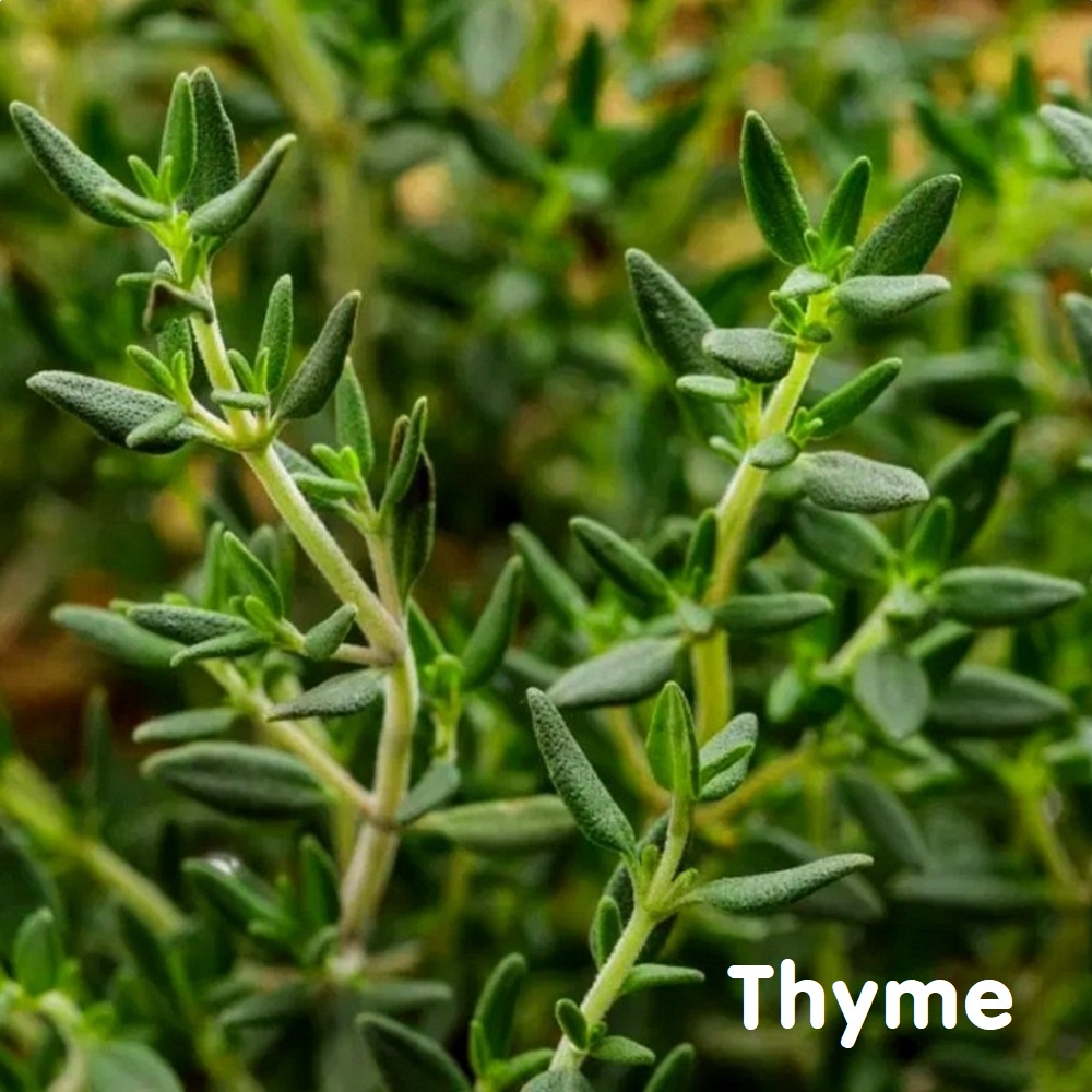 Tinh dầu cỏ Xạ hương Thyme Essential Oil (2 loại Red và White)