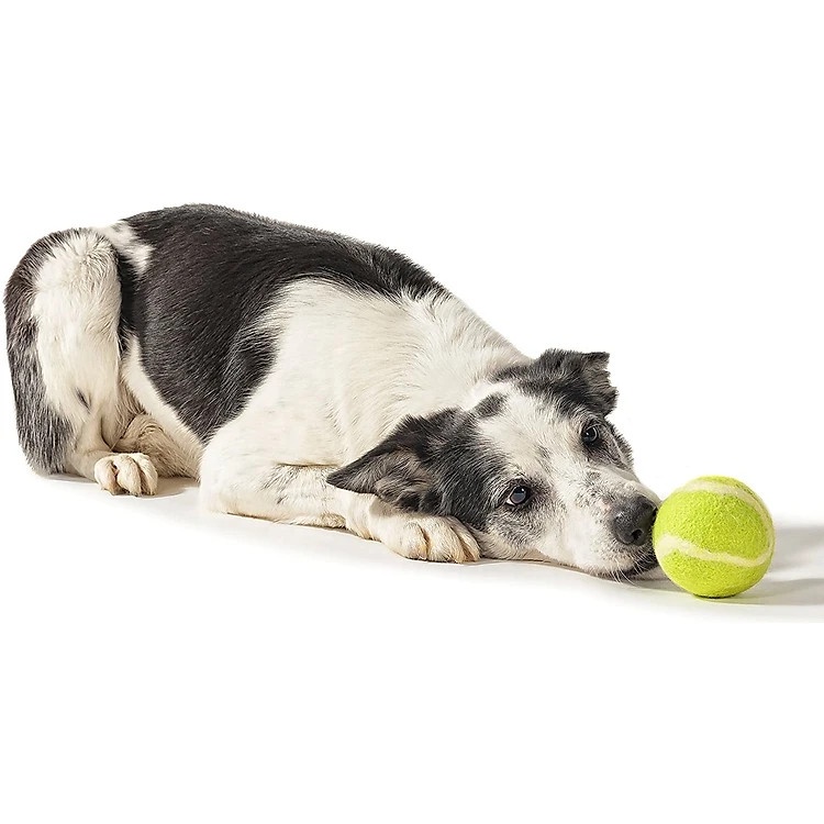 Bóng tennis dành cho trẻ em vui chơi và thú cưng