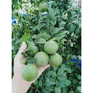 Chanh tứ quý ... đang trái...