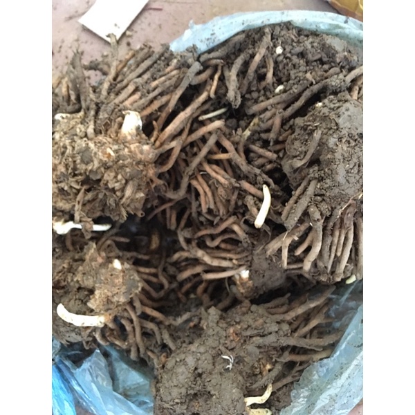 5 Cây măng tây giống 2 năm tuổi