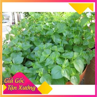 Hạt Giống Rau Càng Cua 0.5gr