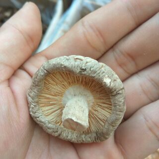 Nấm Đông Cô Khô 100g