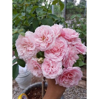 combo 5 cây giống hoa Hồng cổ( các loại)