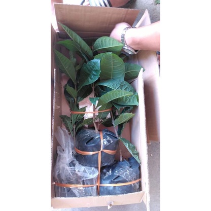 Cây hoa mai xanh chuẩn thái lan siêu xinh