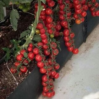cà chua chuỗi ngọc 30 hạt