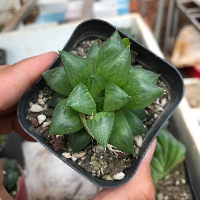 Hoa đá guốc ngọc haworthia