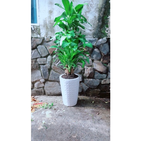 Chậu Phát Tài 5 Thân