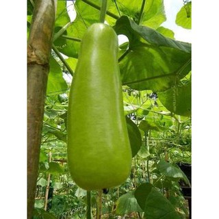 HẠT GIỐNG BẦU BỐN MÙA THÁI