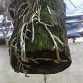 siêu  kích rễ kích mầm