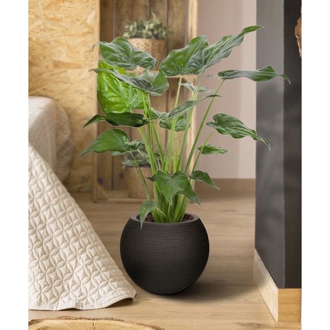 Cây Alocasia cucullata