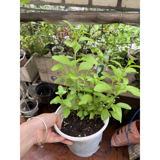 Cây Câu kỷ tử loại to