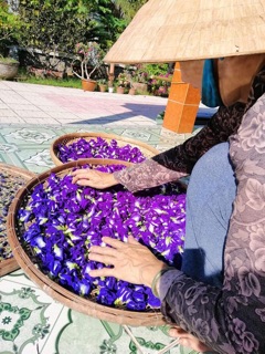 HOA ĐẬU BIẾC 100GR