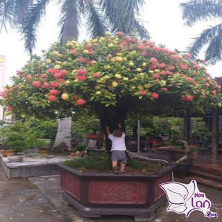 Mẫu Đơn Ta 🌲FREESHIP🌲 Đủ Màu [ Cây giống ]
