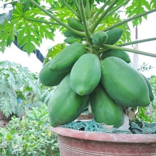 Gói 5 hạt giống đu đủ lùn Thái Lan F1 Quý Phi