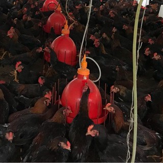 Máng nước tự động cho gà hàng Thái Lan