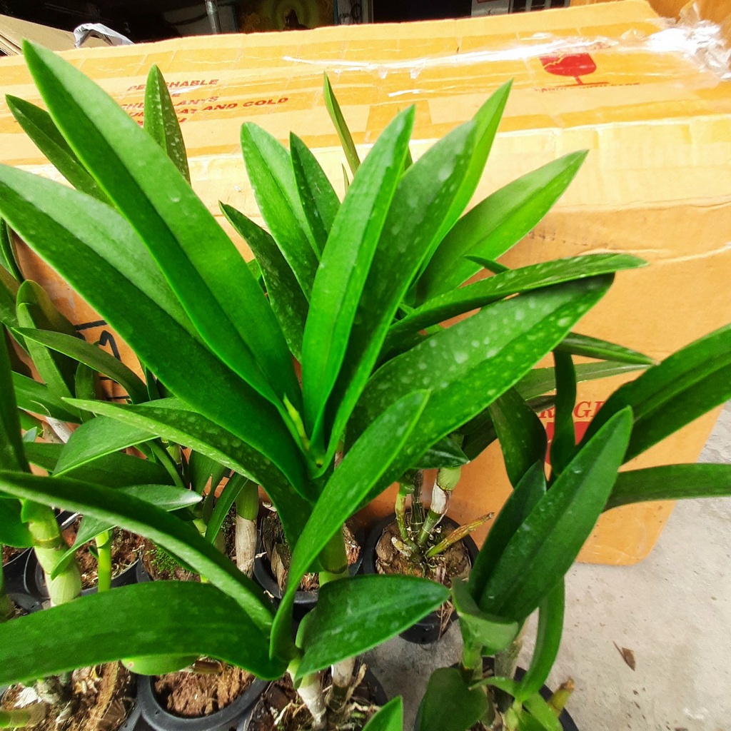 HOA LAN DENRO CHỚP BỊP