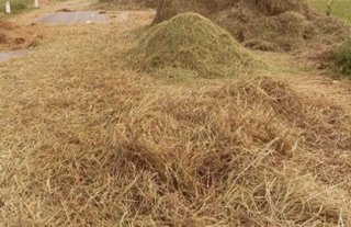 Rơm rạ khô 500g