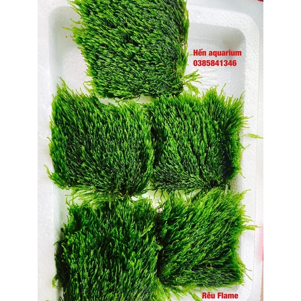 Rêu Flame thuỷ sinh siêu khoẻ và xanh. Dễ sống không cần đất nền