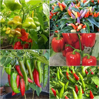 Combo 5 gói hạt giống ớt các loại - tặng 1 gói kích thích hạt nảy mầm