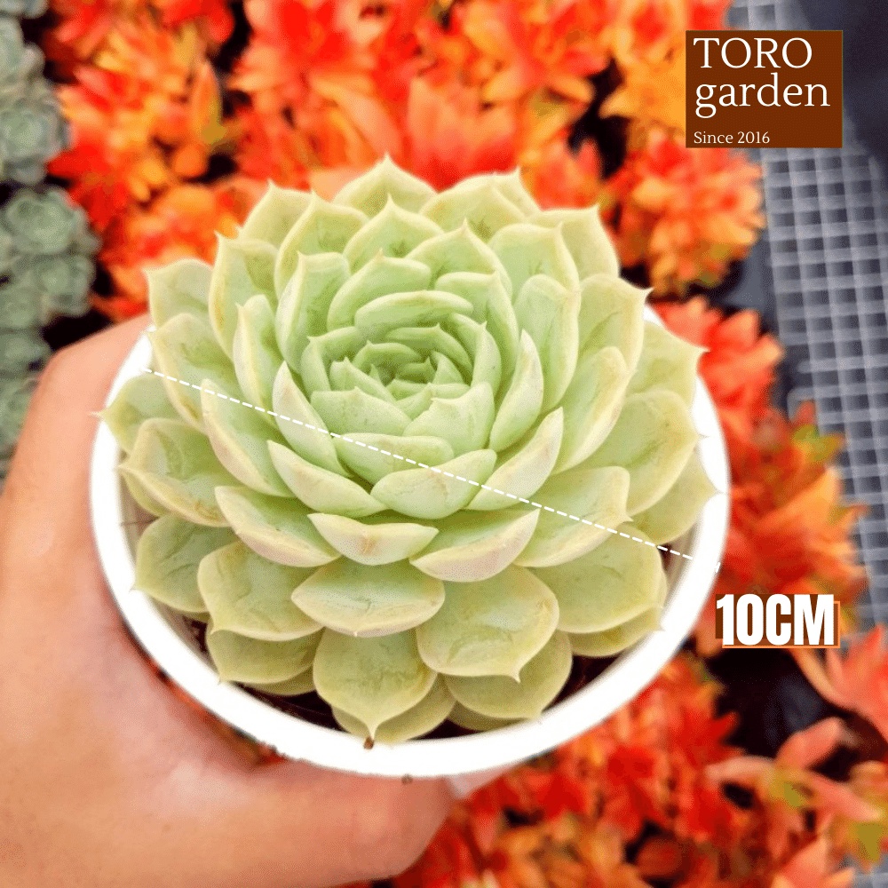 Sen đá ngọc bích Đà Lạt size trung bình cây cảnh trang trí nhà cửa Toro garden