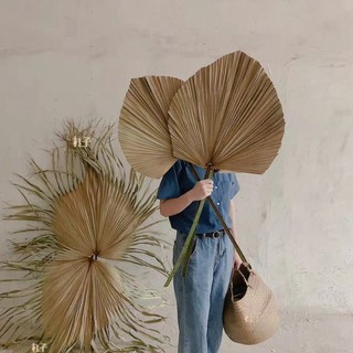 lá cọ khô trang trí combo 10 lá