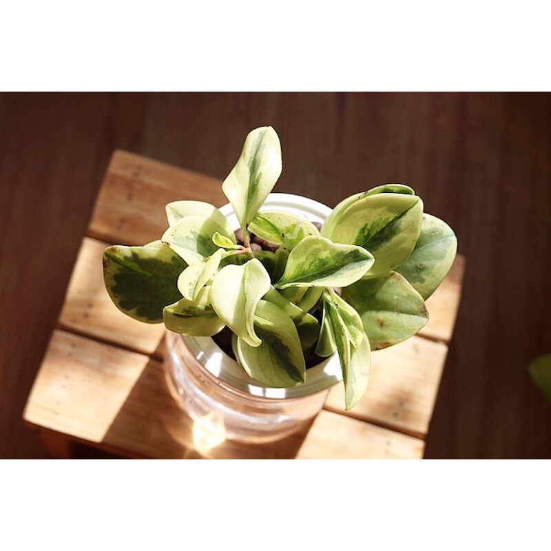 Cây Peperomia obtusifolia Marble (Viên Diệp Tiêu Thảo Lá Cẩm Thạch)