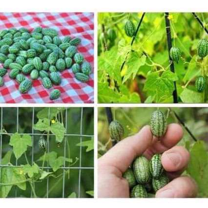 Hạt giống Dưa Hấu Mini 10 Hạt TẶNG KÈM KÍCH MẦM NHANH