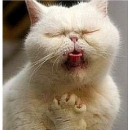 1 Hộp  h o, hắt hơi Trên Chó Mèo