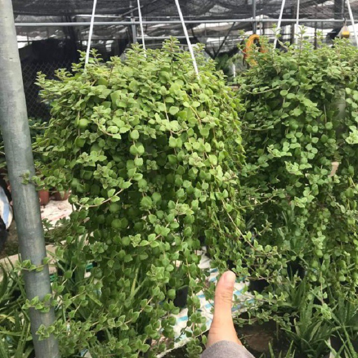 Chậu vảy rồng treo