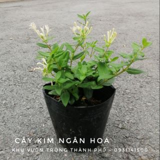CÂY KIM NGÂN HOA (cây thuốc chữa bệnh)