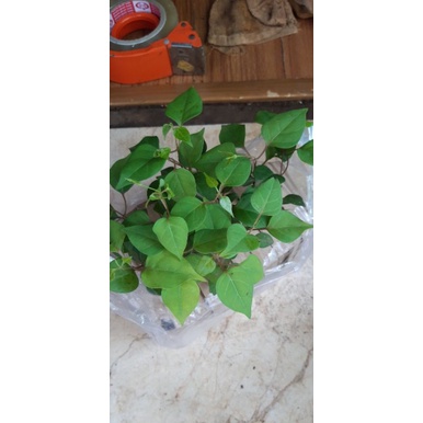 2 bầu cây giống lá giang