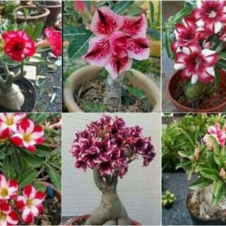 Hạt giống hoa sứ kép mix màu Aconda-Somalen-Kim tử tháp-cánh kép màu lai