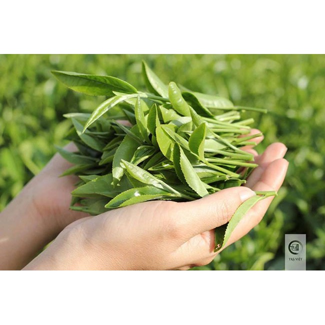 Sữa rửa mặt trà xanh làm sạch da ngăn ngừa mụn 3W Clinic Green Tea Foam Cleansing 100ml _ 3W Clinic Chính Hãng | BigBuy360 - bigbuy360.vn