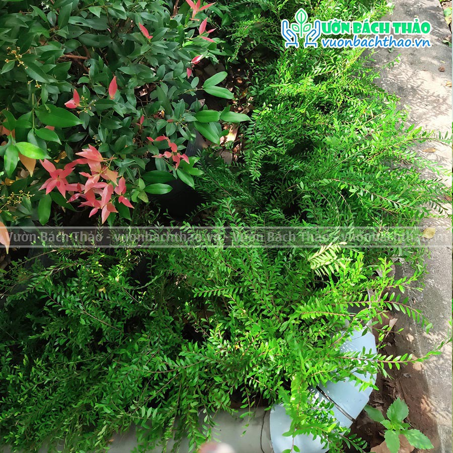 Cây sơn liễu thái lan