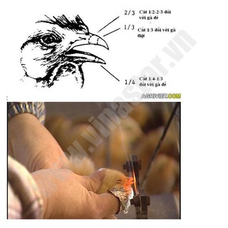 Máy cắt mỏ gà tự động 9DQ-4