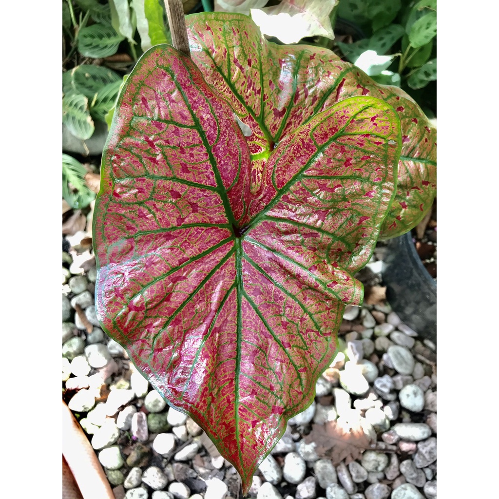 Caladium kim cương gân đỏ