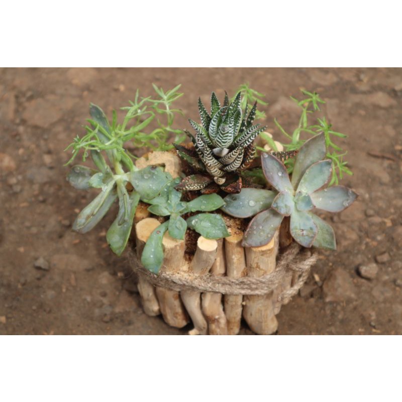 Chậu gỗ trồng phong lan, sen đá ,sương rồng