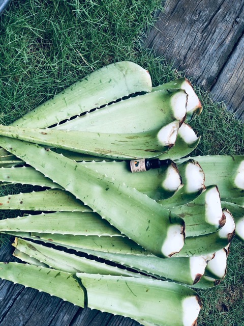 GEL RỬA TAY DIỆT KHUẨN DƯỠNG ẨM  NHA ĐAM TƯƠI 2 TRONG 1 YLAVENDER