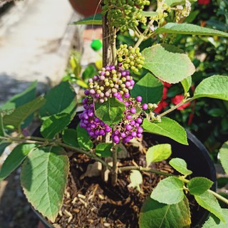 Cây ngọc long châu tím - Summer Garden