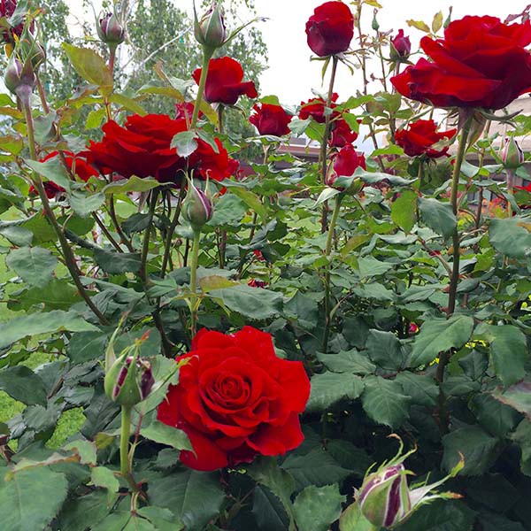 Cytokinin - 6BA 99%  Hormone 6-BAP  tặng kèm dung môi