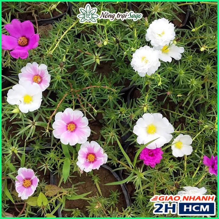 Hạt giống Hoa Mười Giờ Cánh Đơn Nhiều Màu, Dễ Trồng - Nông Trại Sago